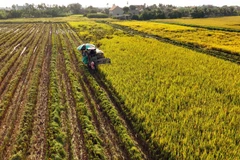 Avance espectacular de la agricultura vietnamita