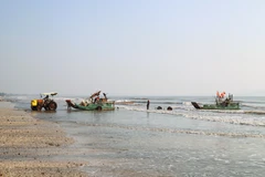 Pescadores de Nghe An disfrutan de buena temporada de cangrejo azul 