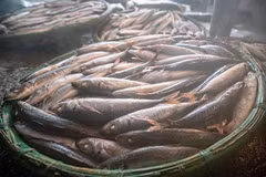 Oficio tradicional de cocer pescado al vapor en Quy Nhon