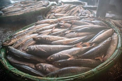 Oficio tradicional de cocer pescado al vapor en Quy Nhon