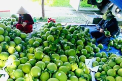 Las exportaciones de frutas y verduras en los primeros seis meses de 2025 disminuyen en comparación con 2024. (Foto: Vietnam+)