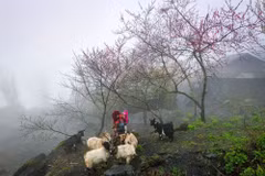 La belleza natural y la vida de la gente de Ha Giang tienen un atractivo especial. (Foto: Vietnam+)