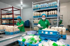 Kinoko Thanh Cao es una de las empresas líderes en la aplicación de tecnología digital en la producción agrícola en Hanoi. (Foto: VNA)