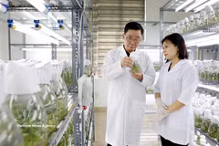 La empresa Thai Binh Seed, una de las principales compañías vietnamitas dedicadas a la producción de semillas, posee los derechos de propiedad intelectual de 30 variedades de cultivos y cuenta con tres plantas de producción certificadas con estándares internacionales. (Foto de ilustración: VNA)