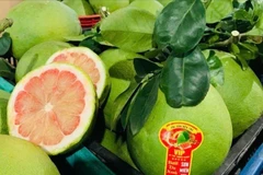Por primera vez, se ha exportado pomelo vietnamita a Australia. (Foto: Vietnam+)