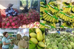 El volumen de exportaciones de frutas y hortalizas en los primeros 10 meses supera los 7 mil millones de dólares, lo que representa un aumento de aproximadamente el 14% con respecto al mismo período del año anterior. (Foto: VNA)