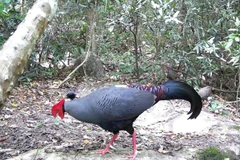 Faisán de Edwards (Lophura edwardsi) en la Reserva Natural de Ea So. Foto: VNA.