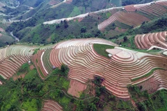 Terrazas de arroz en la temporada de riego en Bac Yen