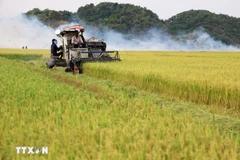 Cosecha de arroz (Foto ilustrativa. Fuente: VNA)