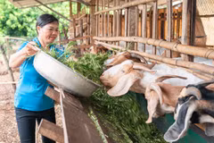 El proyecto ha apoyado directamente a 5.260 agricultores para mejorar sus ingresos. (Foto: VNA)
