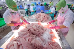 Trabajadores clasifican y congelan filetes de pangasius para exportación en la planta de procesamiento de la empresa Go Dang Tien Giang, en la provincia d Dong Thap. (Foto: VNA)