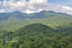 Invertir en bosques equivale a invertir en el futuro. (Foto: VNA)