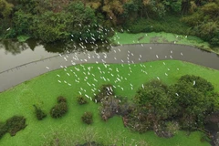 Thung Nham, paraíso de aves dentro del Patrimonio Mundial de Trang An