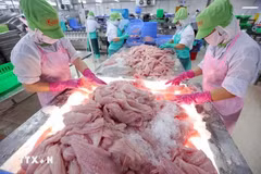 Procesamiento del pescado de Tra para la exportación. (Foto: VNA)