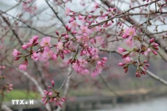 Flores de durazno silvestre tiñen de rosa la ciudad de Mang Den, en Kon Tum