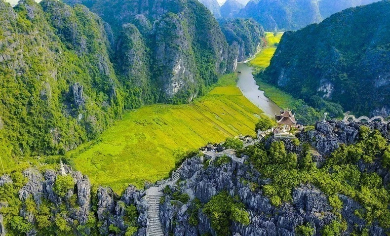 Encanto de la temporada de cosecha de arroz en Tam Coc