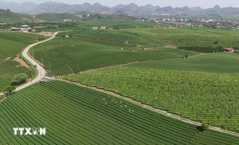 Colinas de té en la meseta de Moc Chau, provincia de Son La. (Foto: VNA)