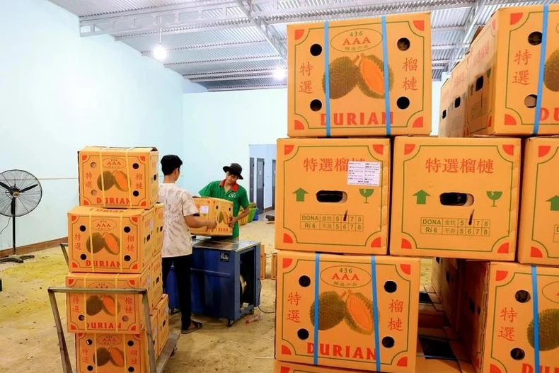 Cajas de durián vietnamitas para enviar a China (Foto: VNA)