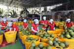 Clasifican pomelos para esportación. (Foto: VNA) 