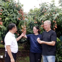Los turistas disfrutan de los lichis en el jardín. (Foto: VNA)