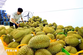 Durian, una de las principales frutas exportadas a China (Fuente: VNA)