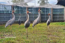 Las grullas de cabeza roja en el Parque Nacional Tram Chim, provincia de Dong Thap (Foto: VNA)