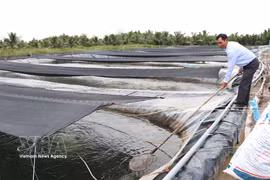 Criadero de alevines de tilapia de la empresa Cuu Long en la comuna de Vinh Kim, provincia de Vinh Long. (Foto: VNA)