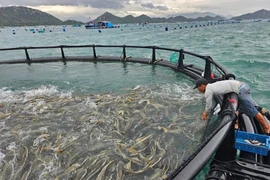 El proyecto piloto de acuicultura en alta mar de alta tecnología en la provincia de Khanh Hoa. (Fuente: baochinhphu.vn)