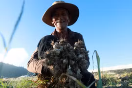 Cultivo del ajo ayuda a los pobladores de Ly Son a salir de la pobreza