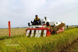Promueven del cultivo de arroz de bajas emisiones vinculado al crecimiento verde en el Delta de Mekong (Foto: VNA)