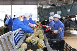 En una empresa de exportación de productos agrícolas en la provincia de Ninh Binh. (Fuente: VNA) 