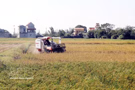Cosecha de arroz en la comuna de Xuan Giang, provincia de Ninh Binh. (Foto: VNA)