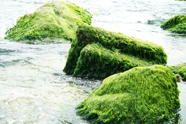 Rocas musgosas en la provincia de Binh Dinh atraen a turistas 