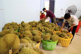 El durian cultivado en la provincia de Dong Nai (Fuente: VNA)