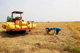 Los agricultores cosechan arroz en la provincia de An Giang, en el delta del Mekong. La provincia es una de las tres mayores zonas productoras de arroz de Vietnam. (Foto: VNA)