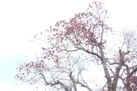 Romántica belleza de Con Dao durante temporada de cambio de hojas de los árboles catappa