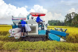 La cosecha del arroz en la ciudad de Can Tho (Fuente: tuoitre.vn) 