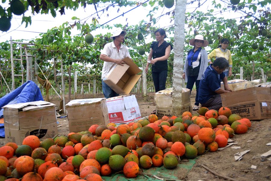 Promocionan productos de Gia Lai a mercado australiano ảnh 1