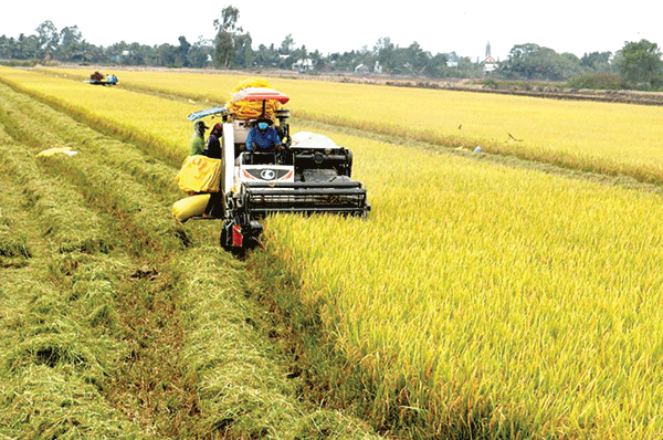 Impresionante transformación agrícola sostenible en Vietnam ảnh 1 Impresionante transformación agrícola sostenible en Vietnam ảnh 1