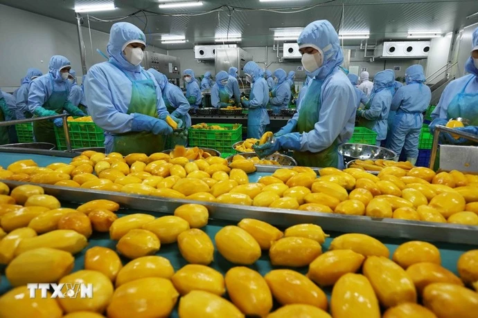 Procesamiento de mango vietnamita para exportar a Estados Unidos, la Unión Europea, Corea del Sur y Japón en una empresa de la provincia de An Giang (Fuente: VNA)