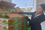 Tien Giang envía el primer lote de mangos de piel verde a EE. UU. en una ceremonia celebrada el 19 de marzo. (Foto: nhandan.vn)