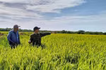 En un campo del Proyecto de Cooperación Vietnam-Cuba para el Desarrollo Arrocero (Fuente: VNA)
