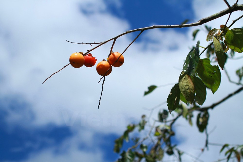 Por encima de nuestras cabezas, racimos de caquis maduros 