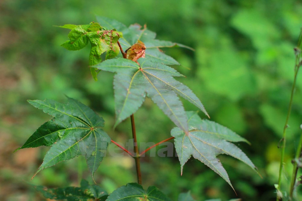 En la entrada encontramos pequeños acres.