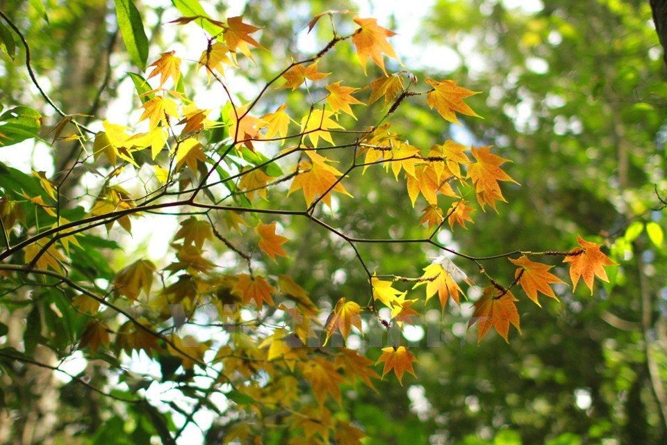 Anh Tuan dijo que planea congregar los pequeños árboles en una área. 