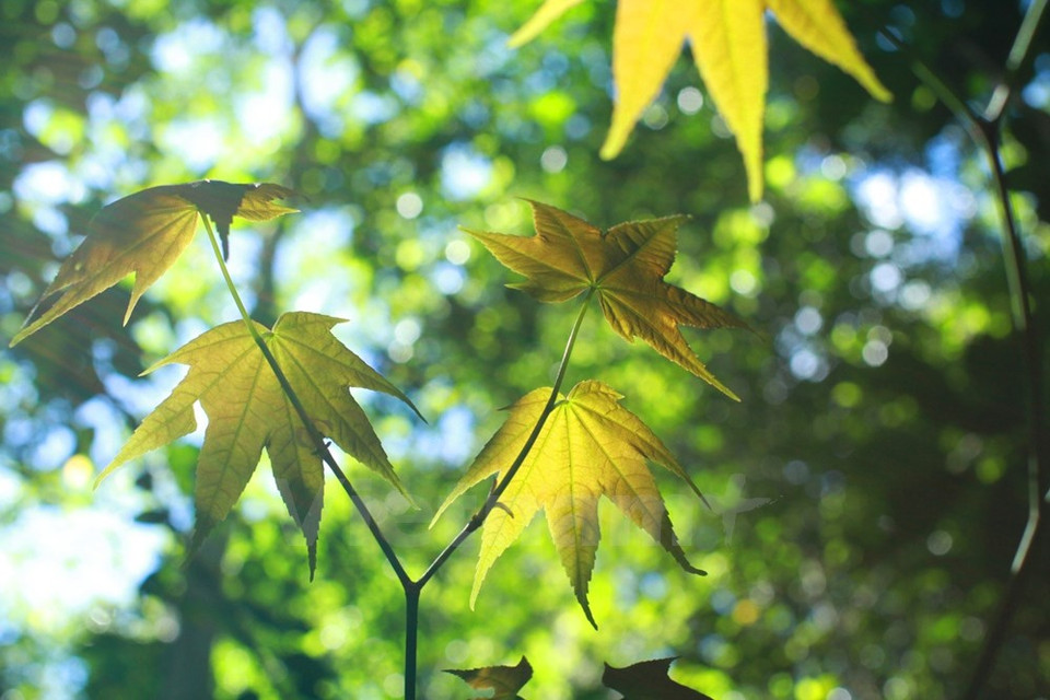 El lugareño Ngo Anh Tuan describió este bosque, donde hay 30 - 40 árboles. 