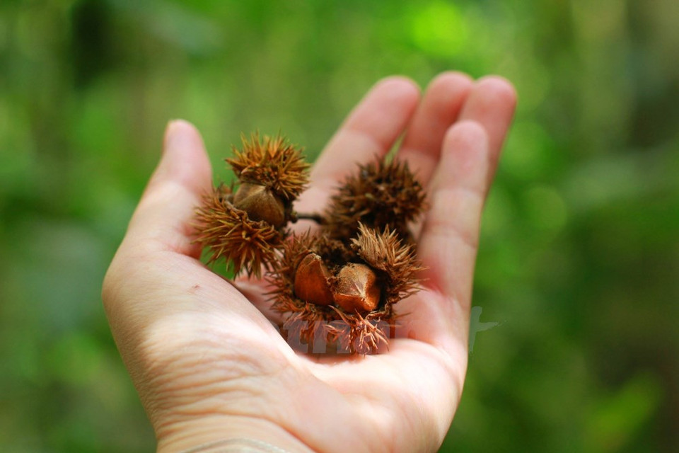 En el bosque es fácil hallar nueces.