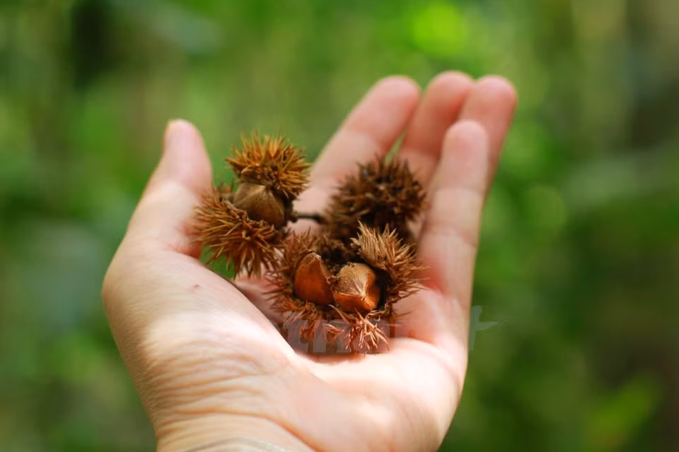En el bosque es fácil hallar nueces.