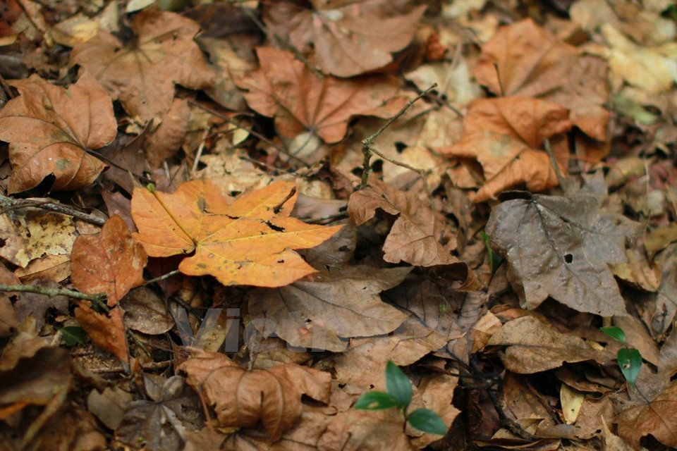 El bosque en Da Lat es una excepción.