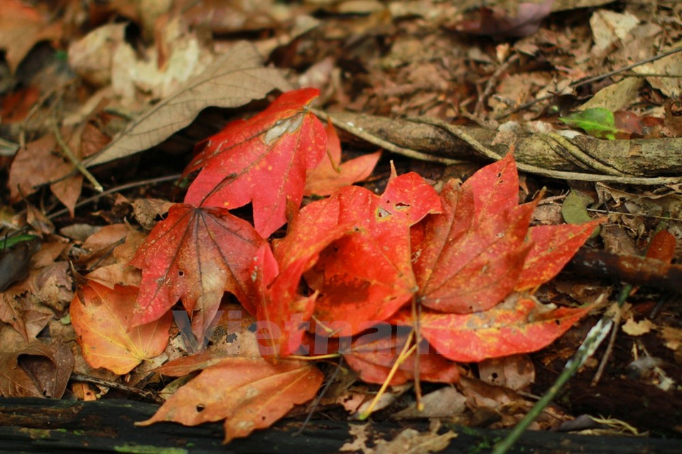 La belleza del árbol caducifolio 
